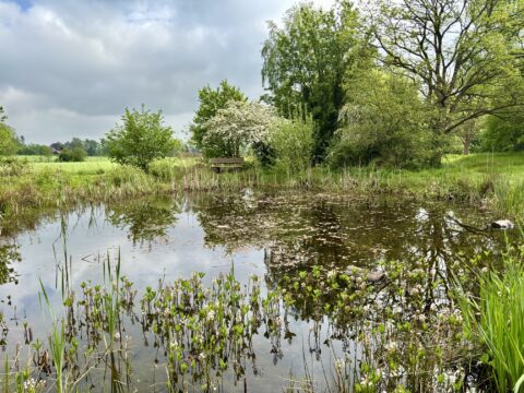 Een vijver omgeven door groene bomen en gras, met een bankje op de achtergrond.