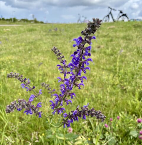 Paarse bloemen in bloei op een grasveld met fietsen op de achtergrond.