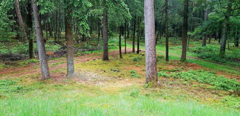Bosrijk landschap met groene bomen en mosrijk bosgrond in zonlicht.