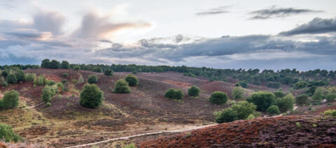 Heuvelachtig heidelandschap bij zonsondergang, met verspreide bomen en paarsbruine begroeiing.
