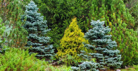 Dichte begroeiing met diverse groene naaldbomen in een boslandschap.