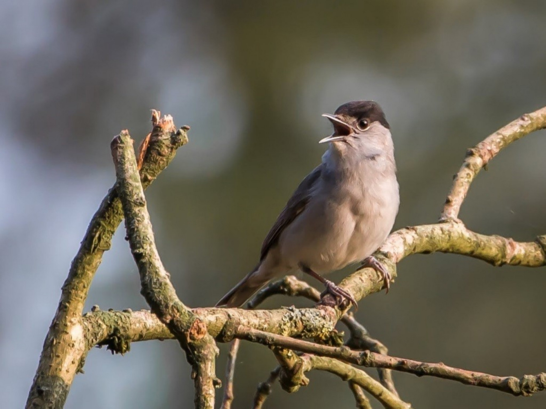 Vogelwerkgroep programma 2022