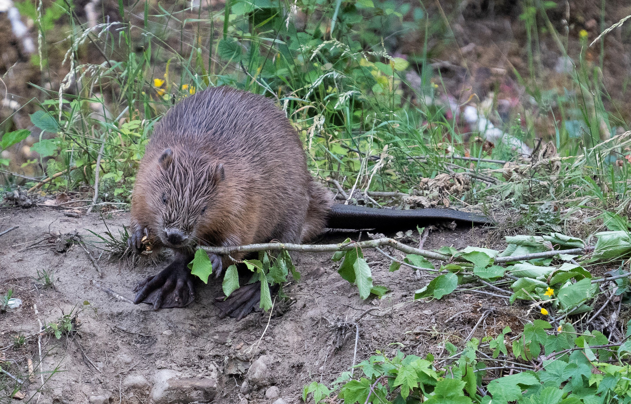 De kids ontdekken de Bever