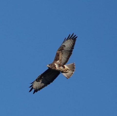 Vogelkijk-wandeling Meers