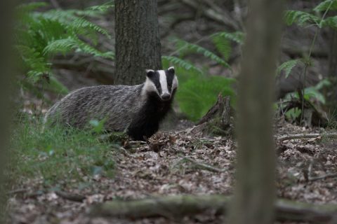 Das in een bos met groene varens en bomen omringd door bladeren.
