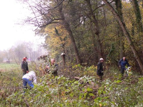 Mensen zagen bomen om in een herfstbos, omringd door groen en gevallen bladeren.