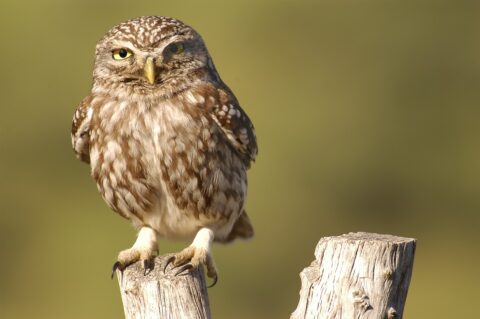 Kerkuil zit op een houten paal tegen een wazige, groene achtergrond.