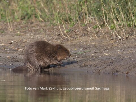 Een bever bij de waterkant, omringd door gras en modderige grond.