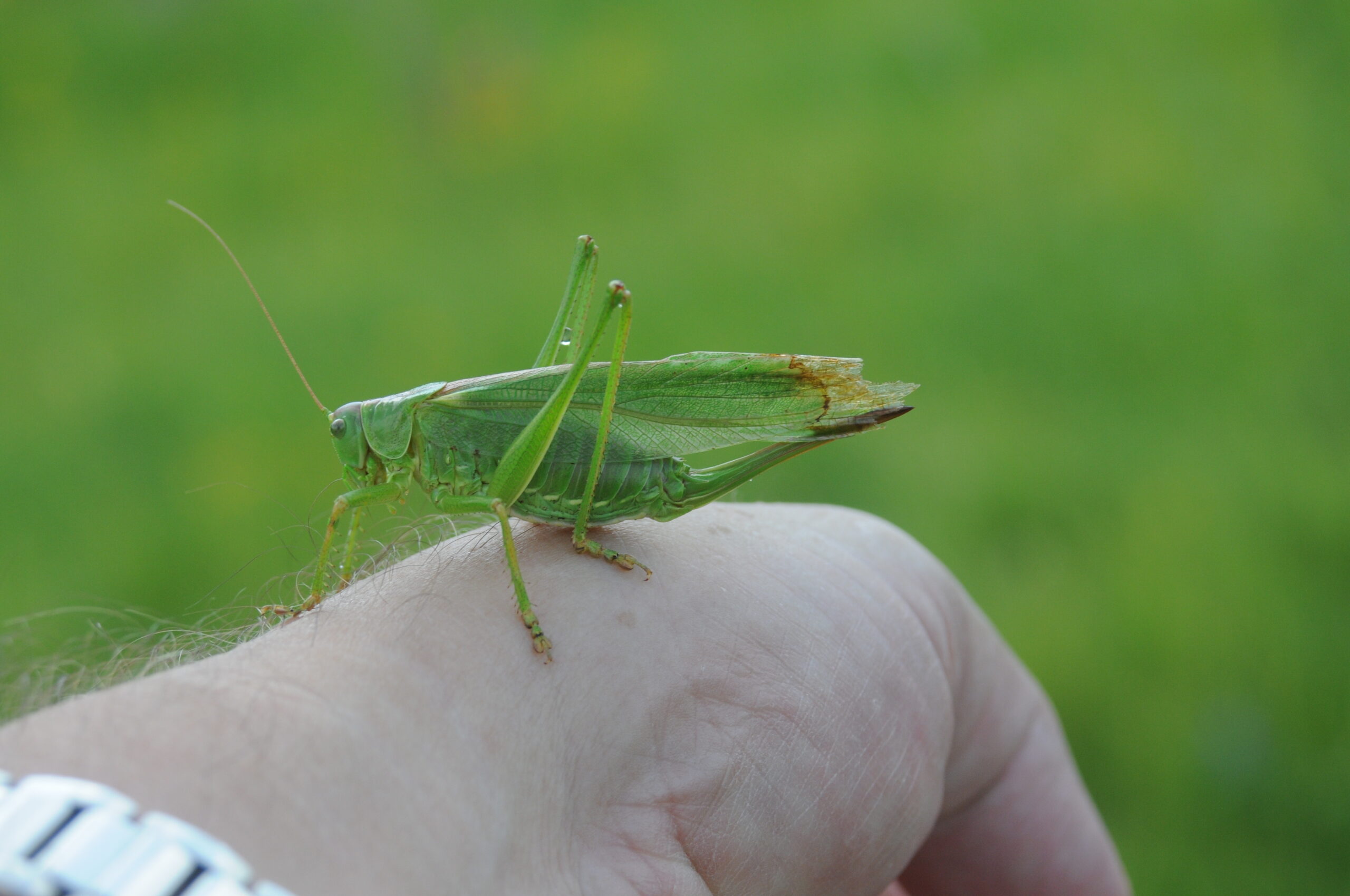 Grote groene sprinkhaan op een hand, met groene achtergrond.