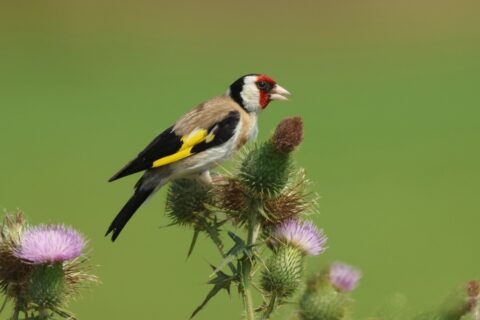 Putter zit op distel in groene omgeving.