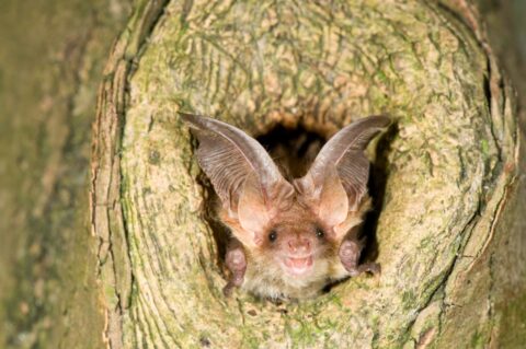 Vleermuis met grote oren in boomholte. Kijkt naar buiten, omgeven door schors.