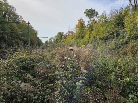 Spoorlijn omgeven door gevarieerde begroeiing en bomen, onder een heldere hemel.