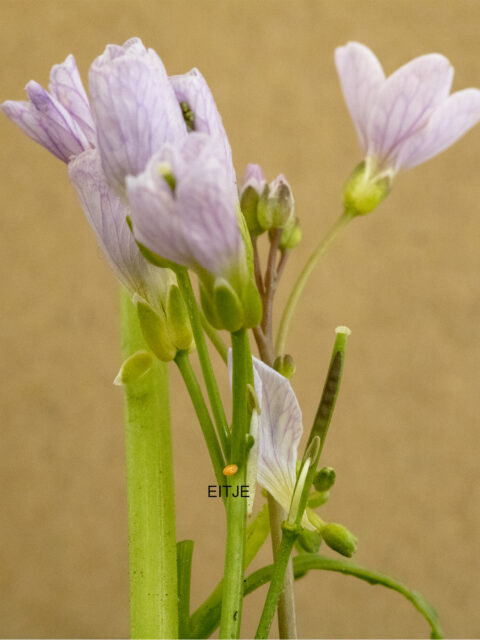 Paarse bloemen met groene stelen en een klein eitje onder een blad tegen een bruine achtergrond.