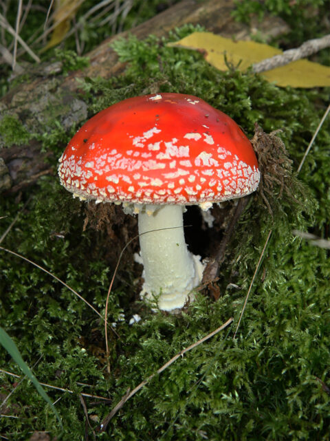 Een felrode vliegenzwam met witte stippen groeit in groen mos.
