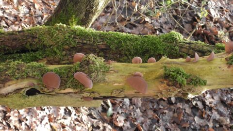 Mos bedekte tak met bruine paddenstoelen, eromheen gevallen bladeren in het bos.