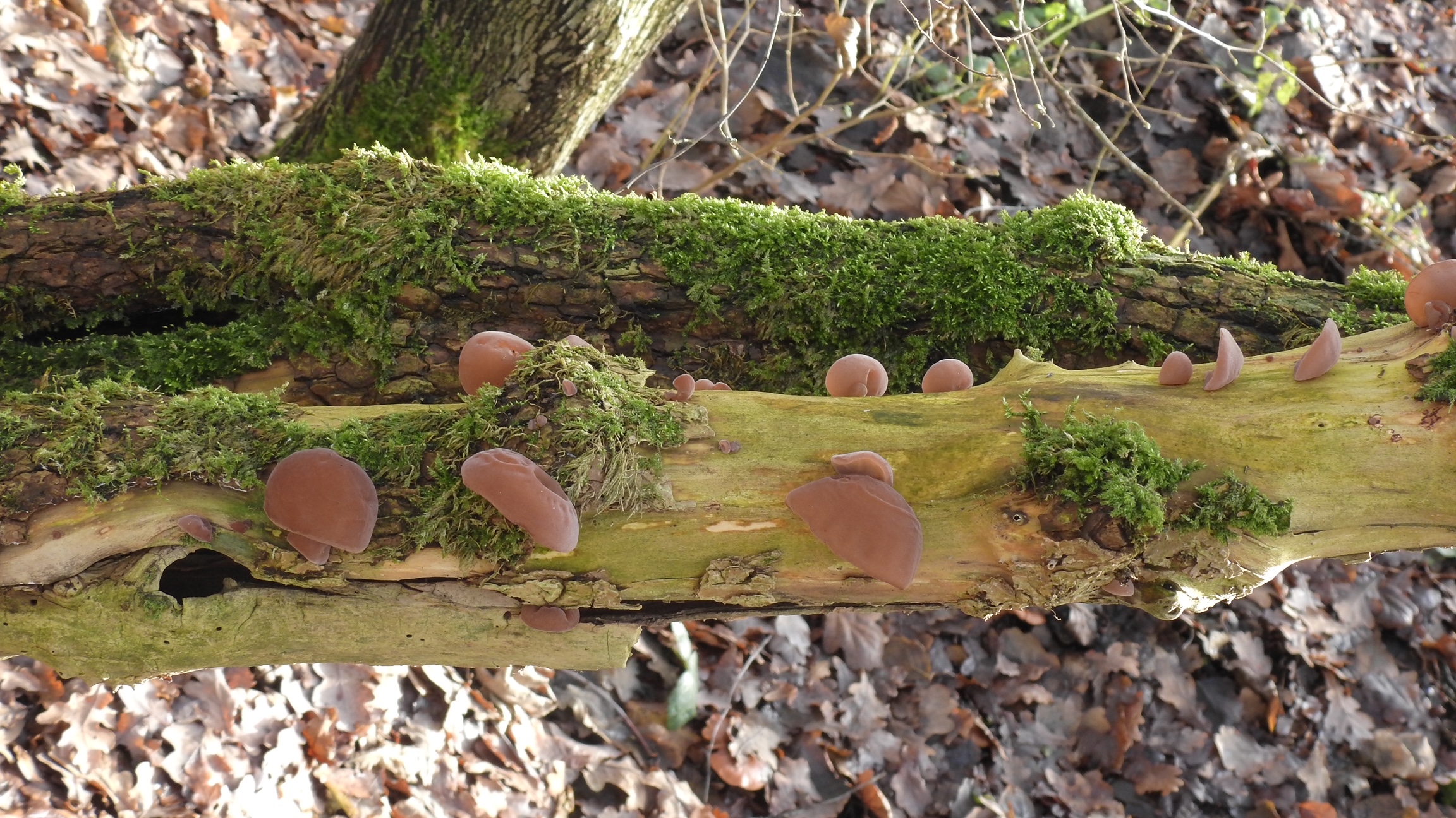 Mos bedekte tak met bruine paddenstoelen, eromheen gevallen bladeren in het bos.