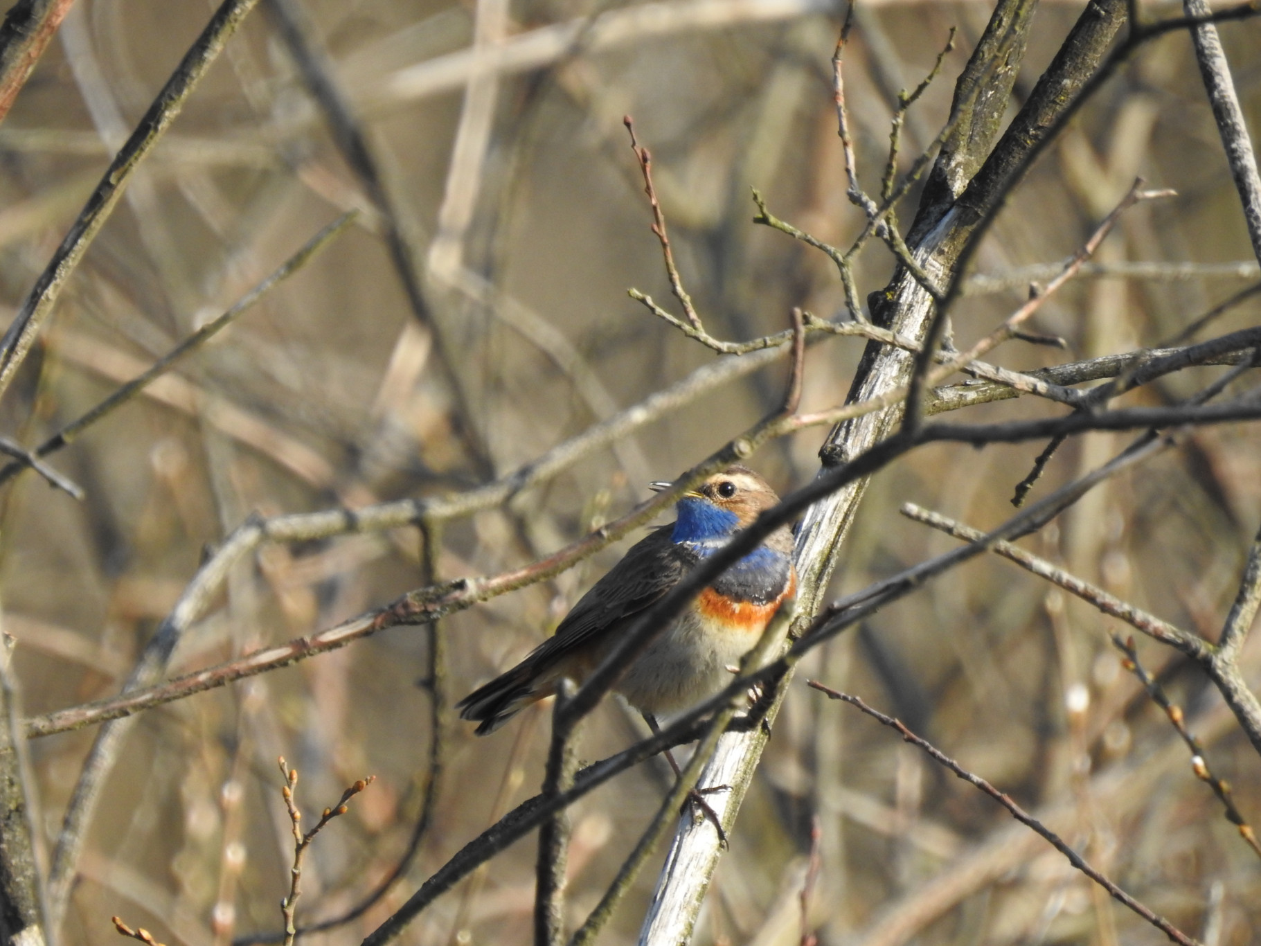 Nieuws van de Vogelwerkgroep