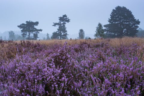 Plantenwerkgroep rondt eerste opdracht SBB af
