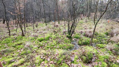 onderzoek vernatting bos