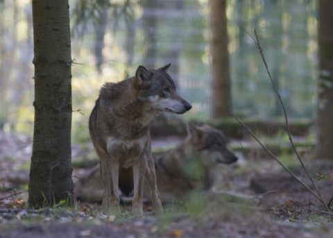 Lezing over de wolf