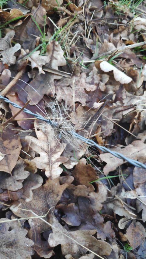 sporen