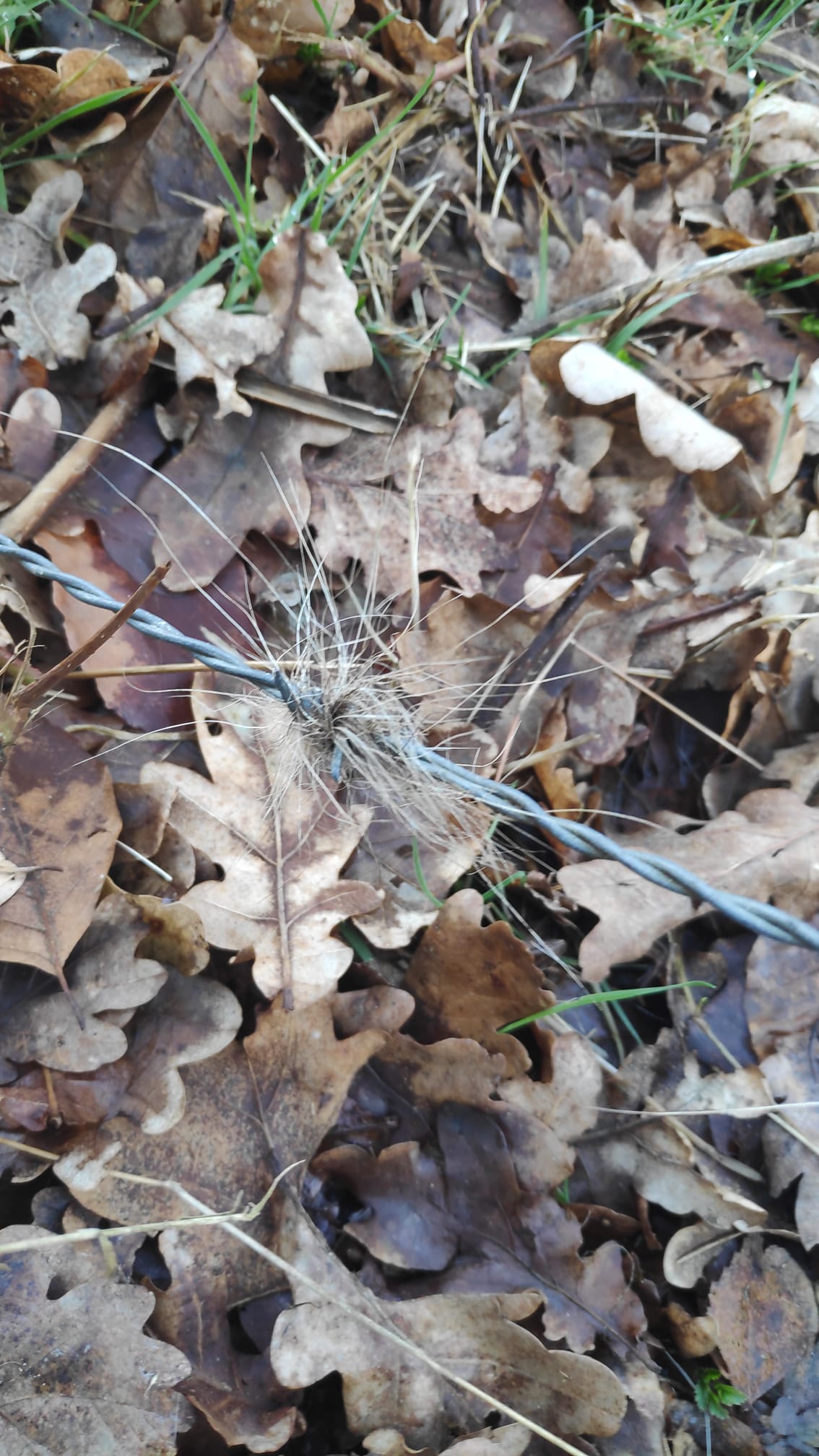 sporen