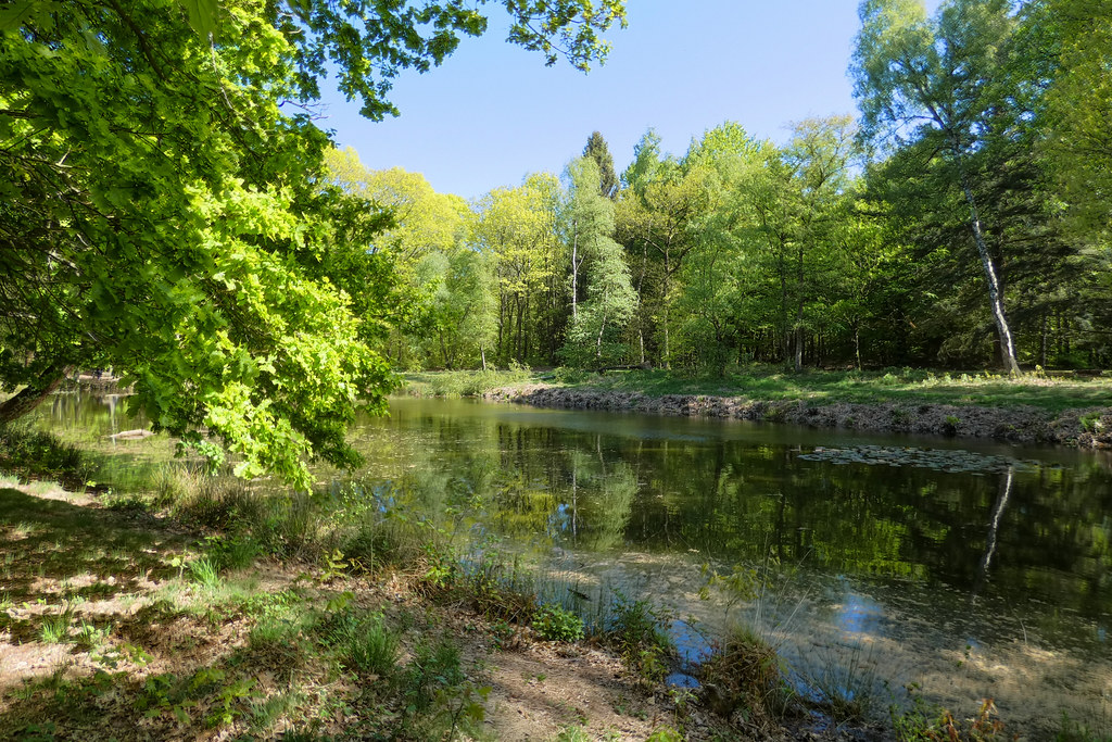 Bosrijk landschap met een rustige vijver omgeven door groen gebladerte en zonlicht.