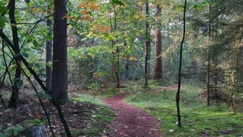 Bos met slingerend pad, omringd door bomen en groen gebladerte.