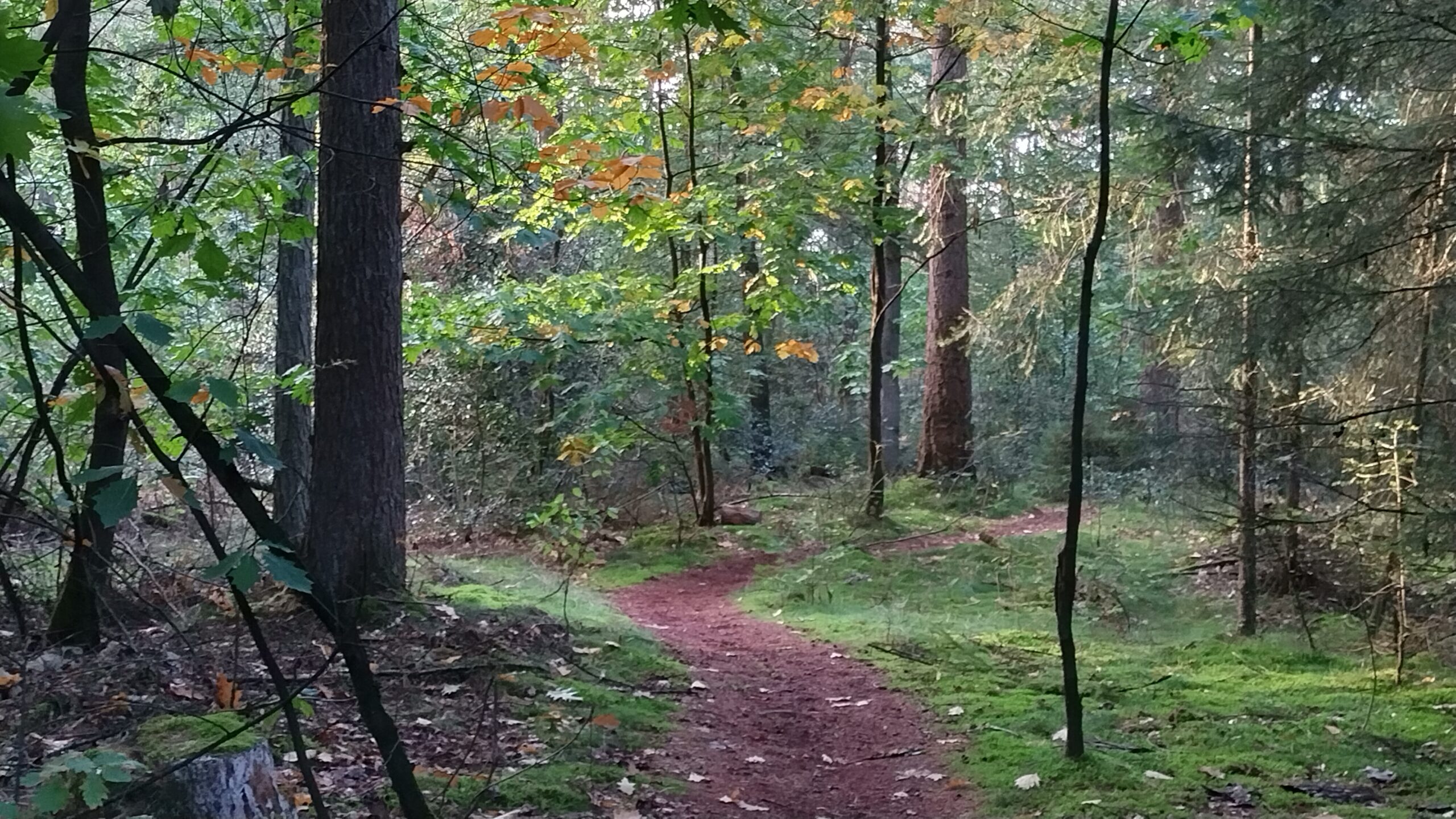 Bos met slingerend pad, omringd door bomen en groen gebladerte.
