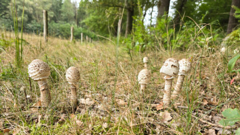 Paddenstoelen groeien in een bosrijk grasland met bomen op de achtergrond.