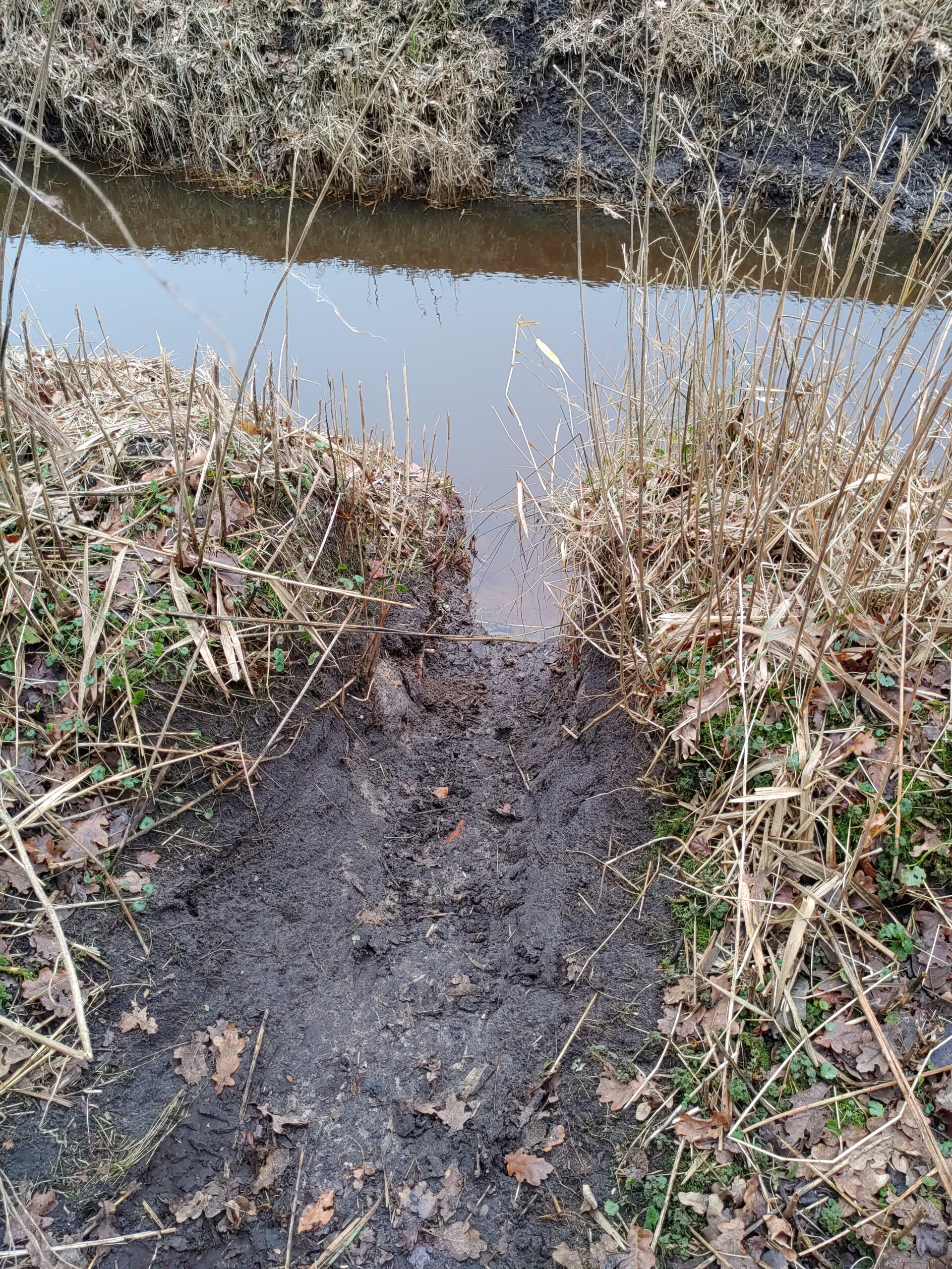 Modderig pad naar een smalle sloot omgeven door dor gras en bladeren.