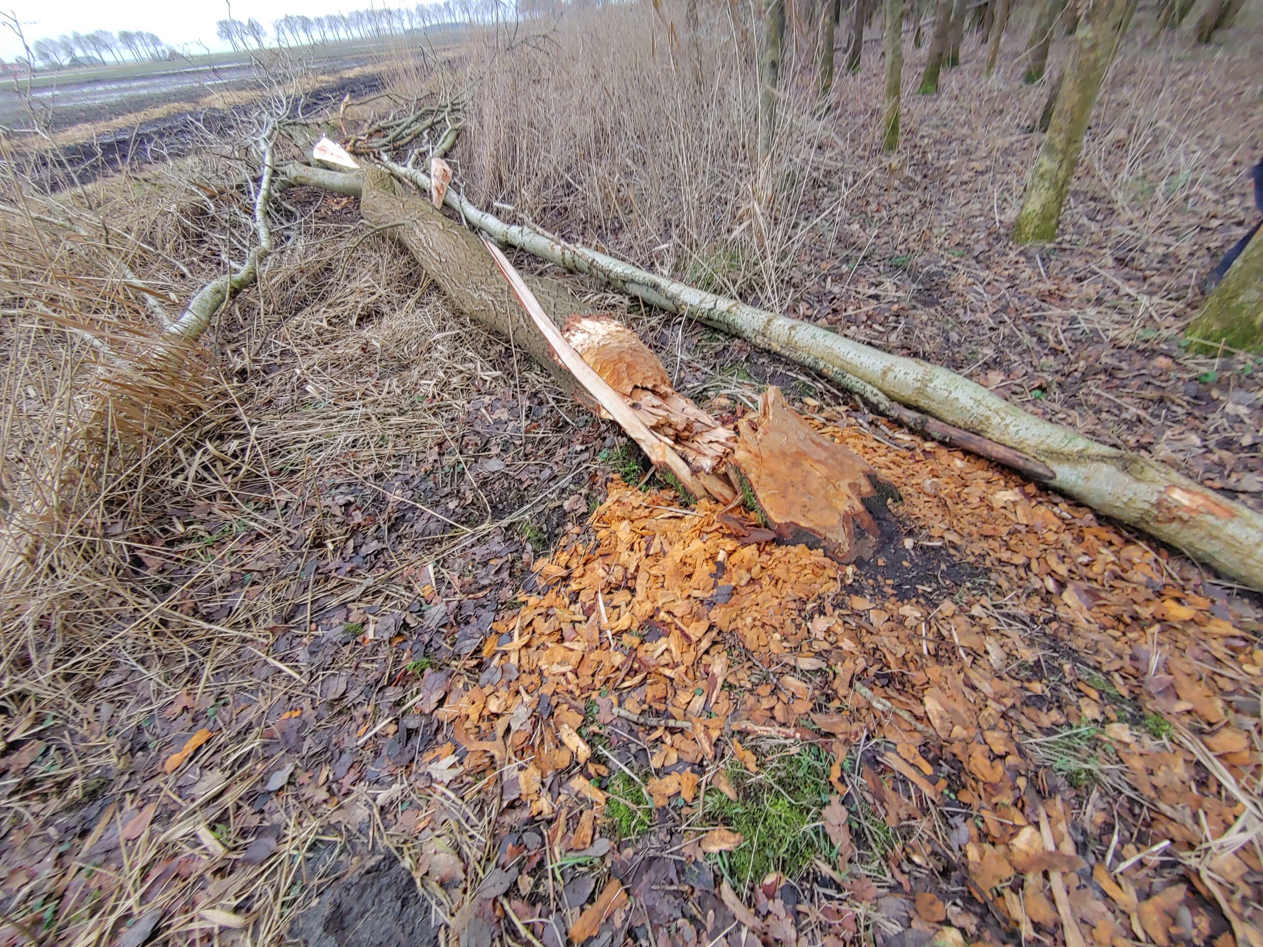 Omgevallen boom in bosgebied met gespleten stam en verspreide houtschors.