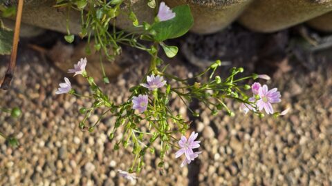 Paarse bloemetjes en groene knoppen groeien tussen stenen op een zonnige dag.