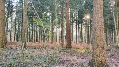 Bostafereel met hoge bomen, varens en zonlicht dat tussen de takken schijnt.