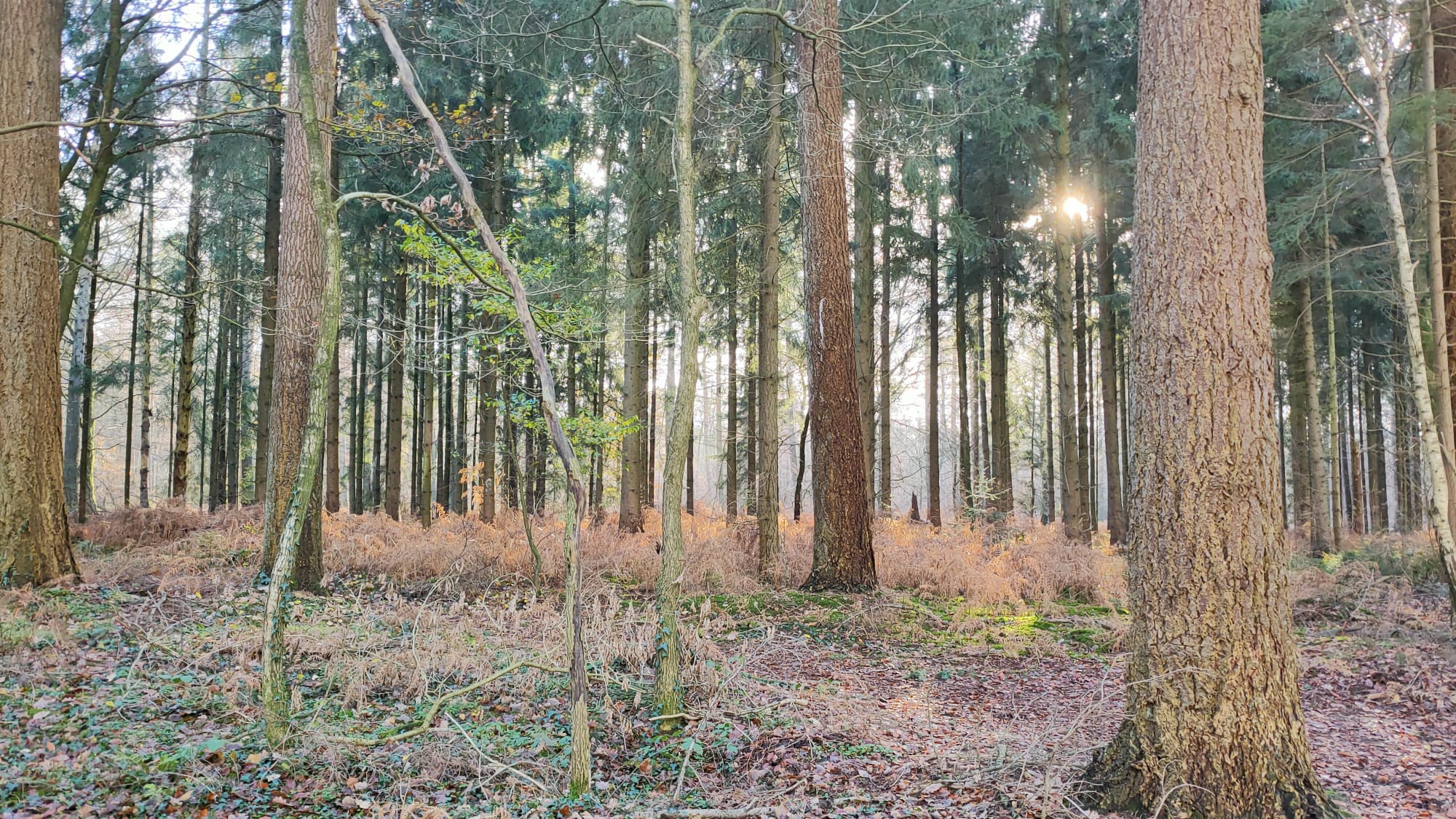 Bostafereel met hoge bomen, varens en zonlicht dat tussen de takken schijnt.