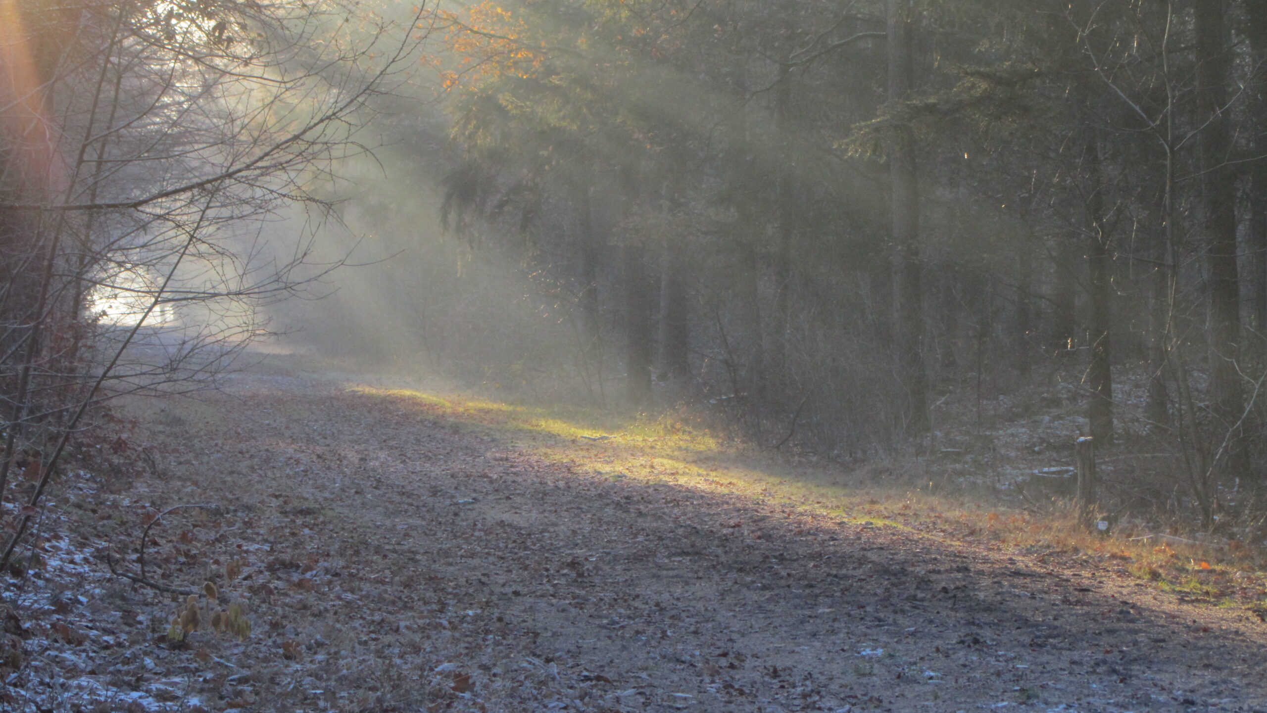 Bospad in winterzon met mistige stralen tussen bomen. Links kale takken, rechtsonder licht sneeuwdek.