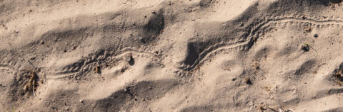 Slangenspoor in zand met kleine takjes en schaduwen zichtbaar.