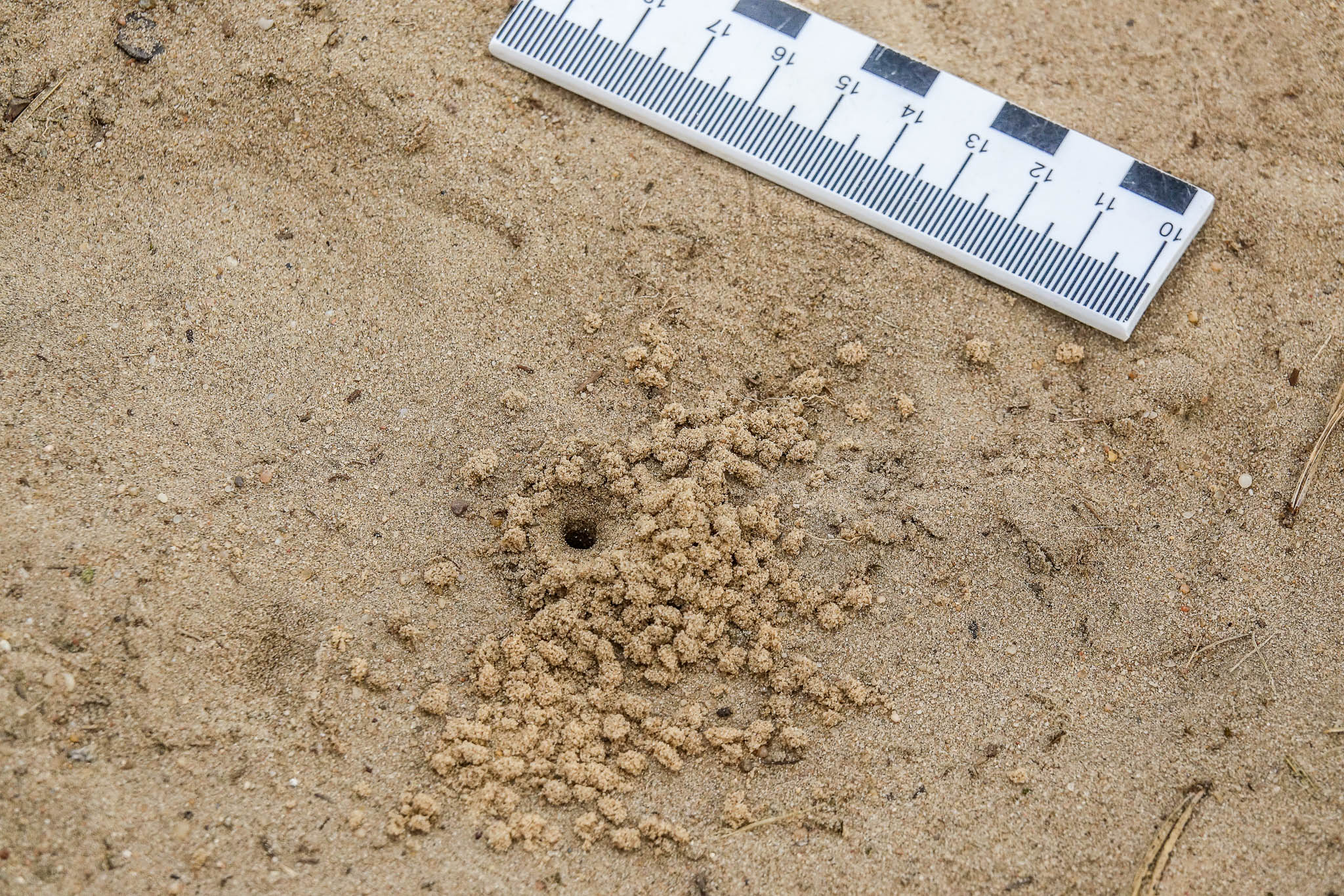 Zand met een klein gaatje omringd door hoopjes zand en een liniaal voor schaal.