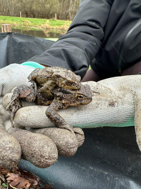 Twee padden liggen op een handschoen naast een plas water in een natuurlijke omgeving.