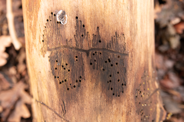 Boomstam met kleine gaatjes en schimmel, omgeven door bruine bladeren.