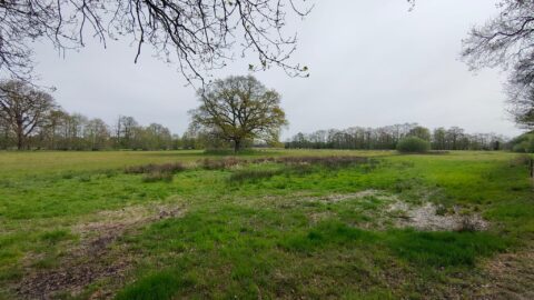 Uitgestrekt grasland met een grote eik centraal onder een bewolkte hemel.