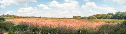 Uitgestrekt veld met gras en bomen onder een blauwe lucht met witte wolken.