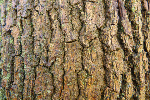 Boomschors met ruwe textuur en aardetinten, bedekt met kleine stukjes mos.