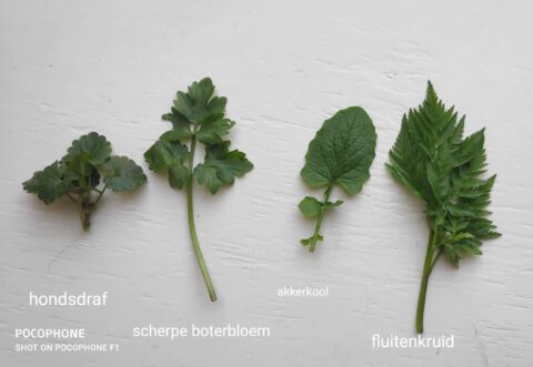 Vier plantensoorten op witte achtergrond: hondsdraf, scherpe boterbloem, akkerkool, fluitenkruid.