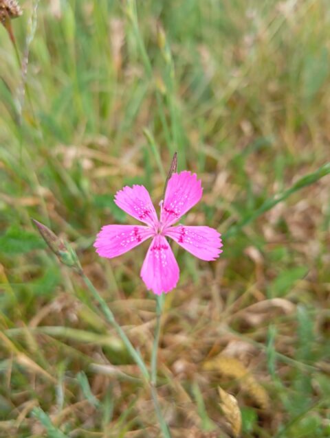 Roze bloem met zes bloemblaadjes op een groene stengel in een grasveld.