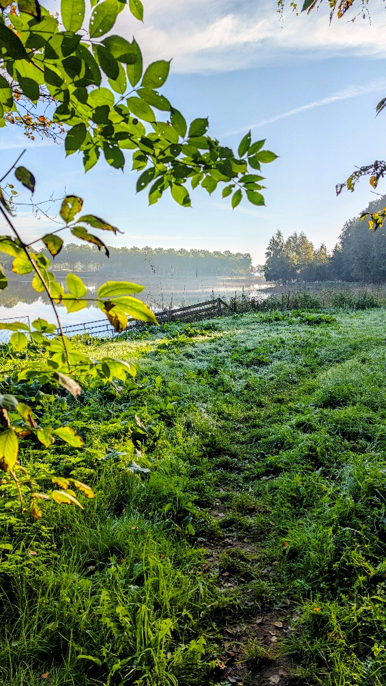 Groen pad langs een mistig meer met bomen en bladeren onder een blauwe lucht.