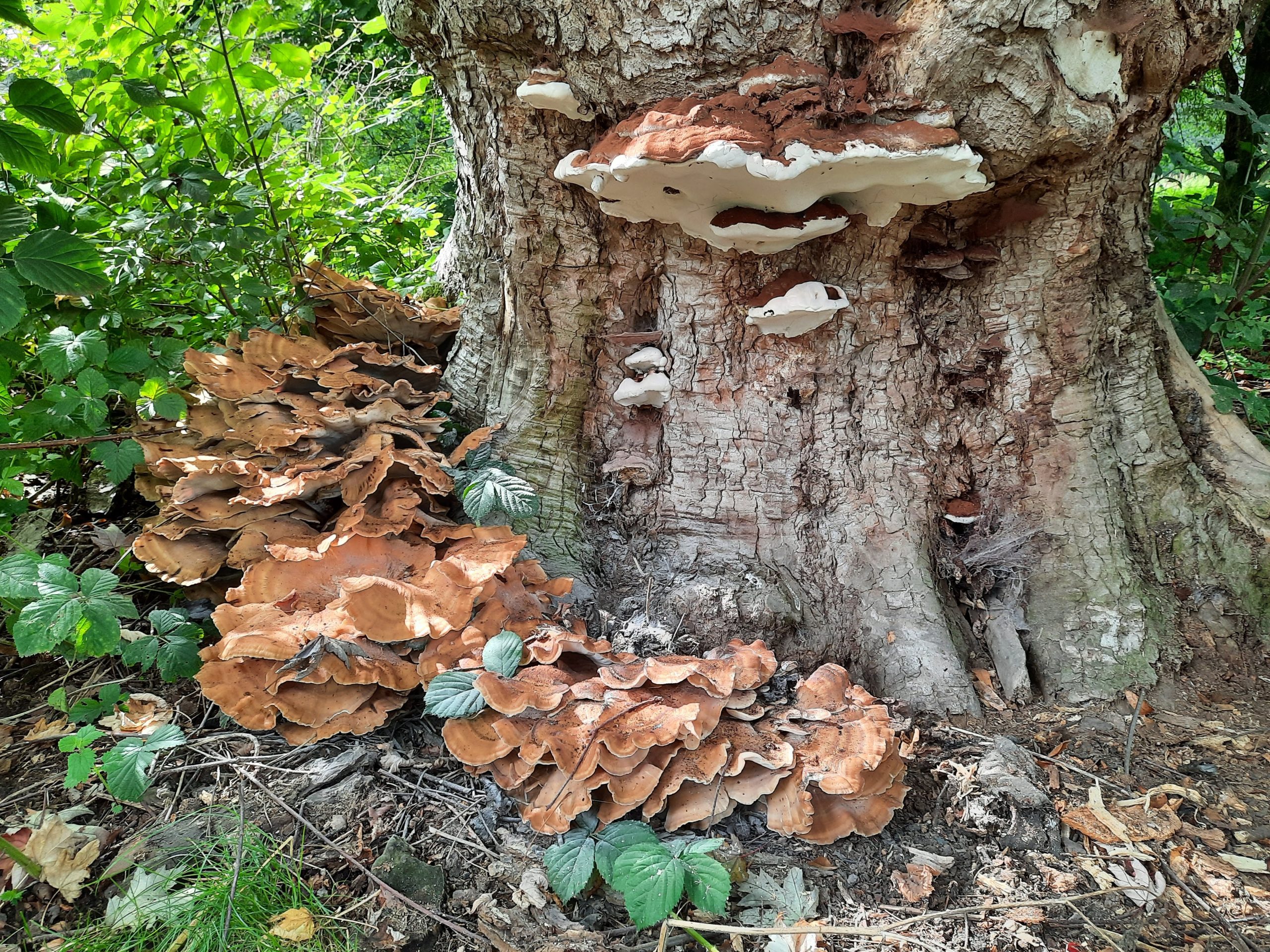 Oud boomstam met grote, gegroepeerde paddenstoelen aan de base en wit-omrande zwammen aan de stam.