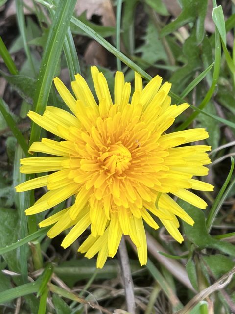 Gele paardenbloem in gras.
