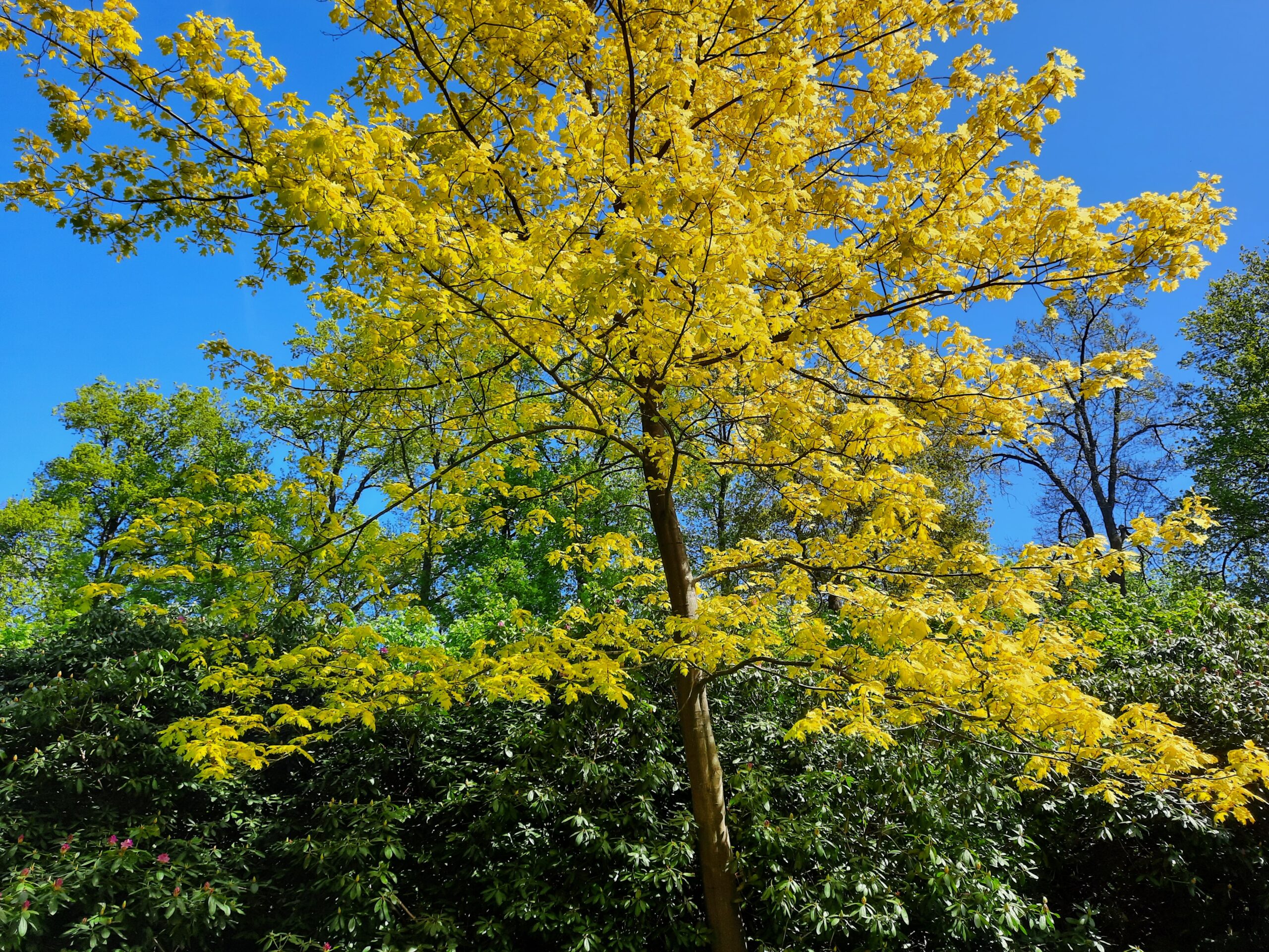 Boom met felgele bladeren onder blauwe hemel, omringd door groene vegetatie.