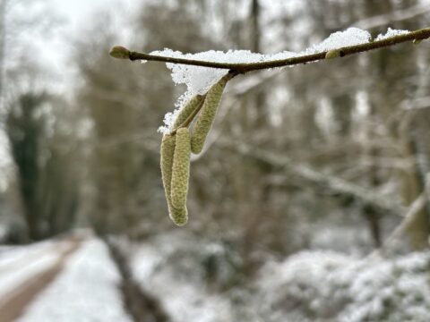 Tak met sneeuw en katjes, wazige achtergrond; winterlandschap.